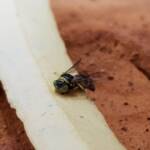 Bembecinus (Sand Wasp), Alice Springs NT