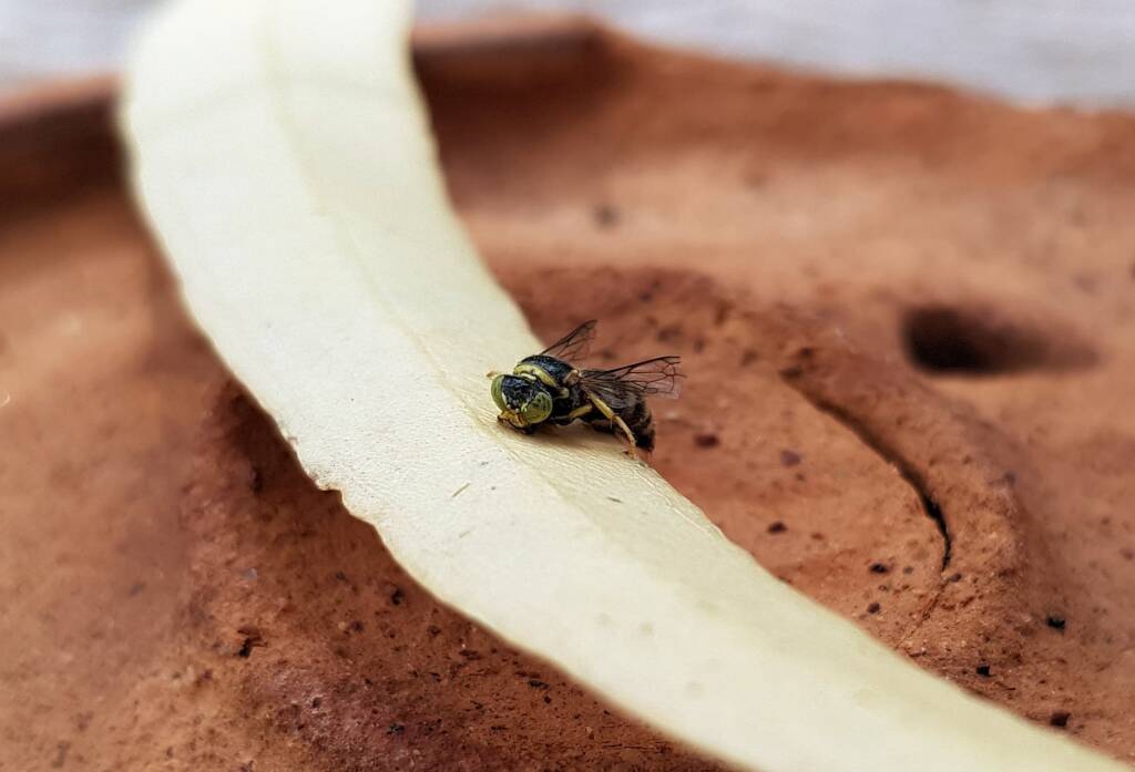Bembecinus (Sand Wasp), Alice Springs NT