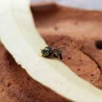 Bembecinus (Sand Wasp), Alice Springs NT