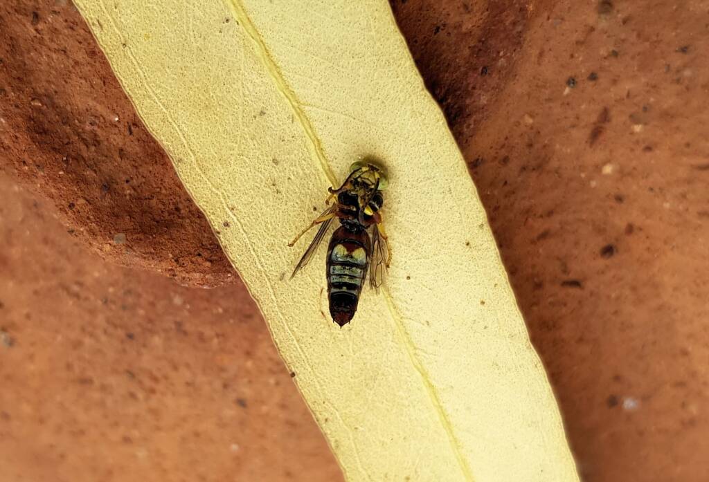 Bembecinus (Sand Wasp), Alice Springs NT