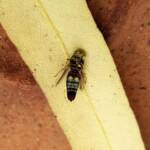Bembecinus (Sand Wasp), Alice Springs NT