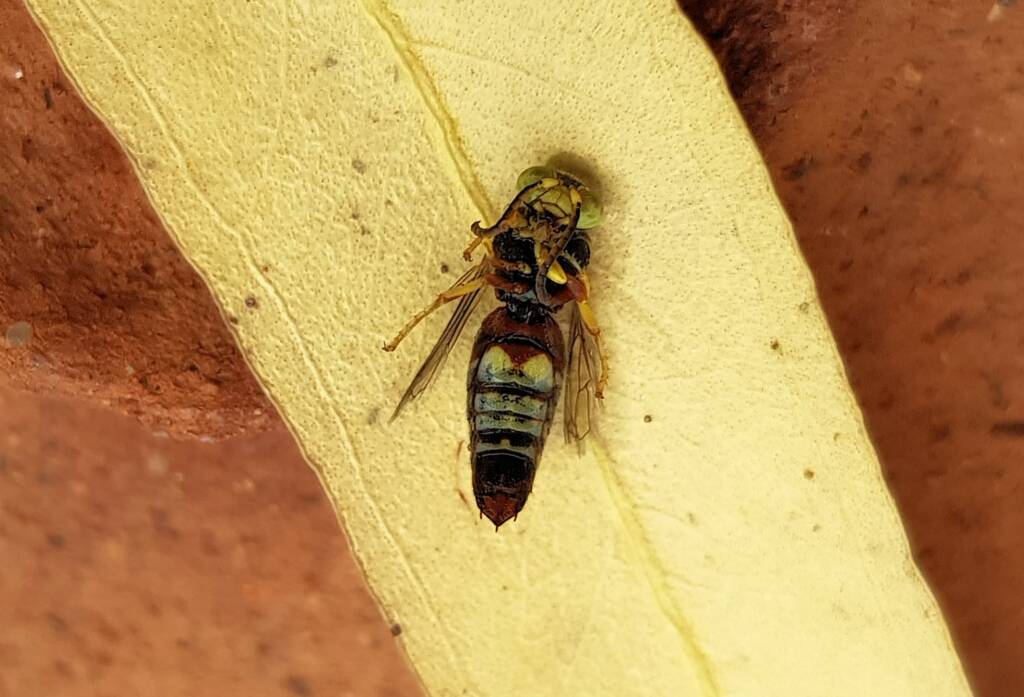 Bembecinus (Sand Wasp), Alice Springs NT