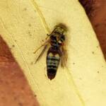 Bembecinus (Sand Wasp), Alice Springs NT