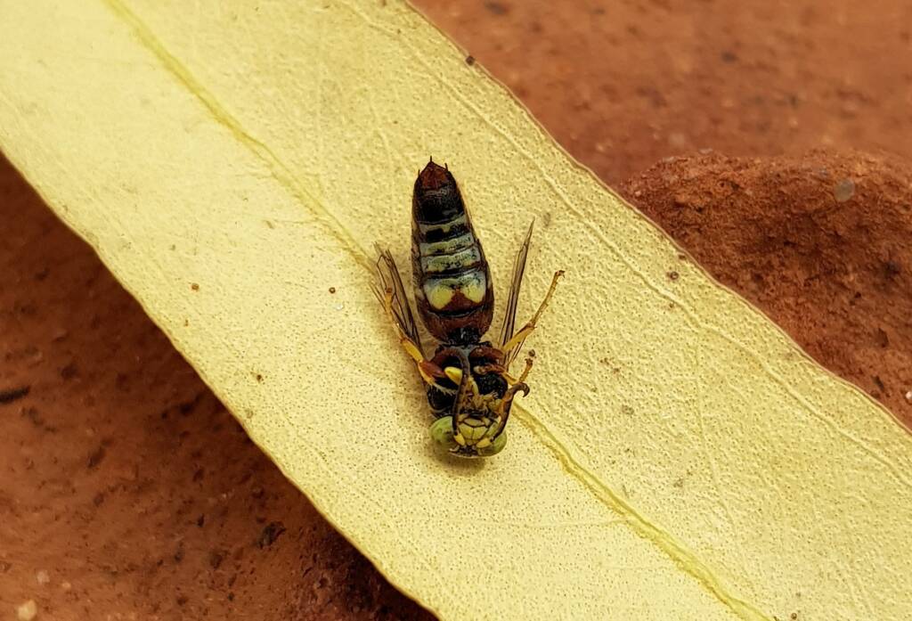 Bembecinus (Sand Wasp), Alice Springs NT