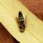 Bembecinus (Sand Wasp), Alice Springs NT