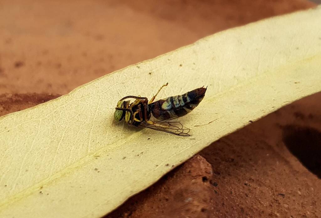 Bembecinus (Sand Wasp), Alice Springs NT