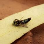 Bembecinus (Sand Wasp), Alice Springs NT