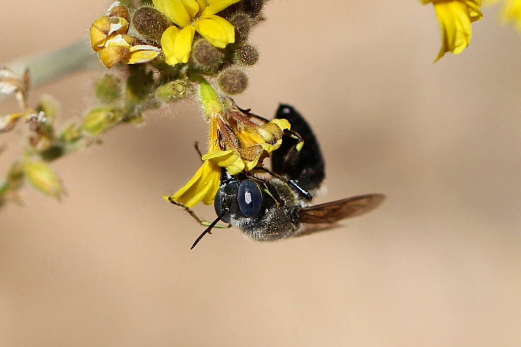 Bembix sp, Geraldton, Midwest WA © Gary Taylor