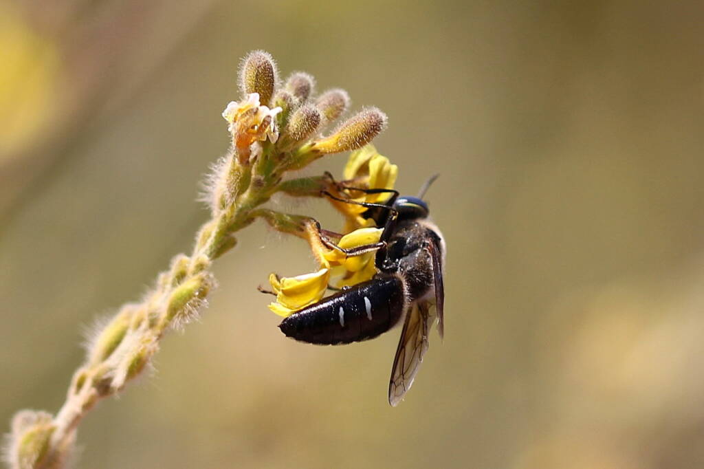 Bembix sp, Geraldton, Midwest WA © Gary Taylor