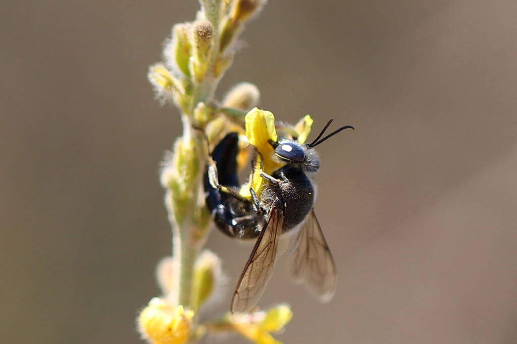 Bembix sp, Geraldton, Midwest WA © Gary Taylor