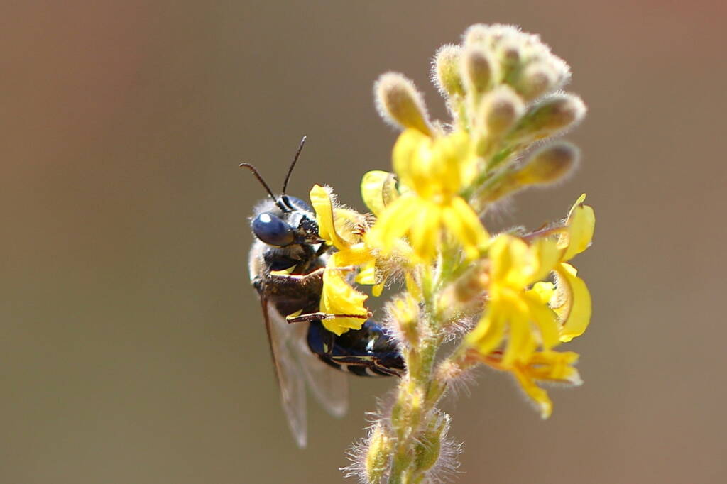 Bembix sp, Geraldton, Midwest WA © Gary Taylor