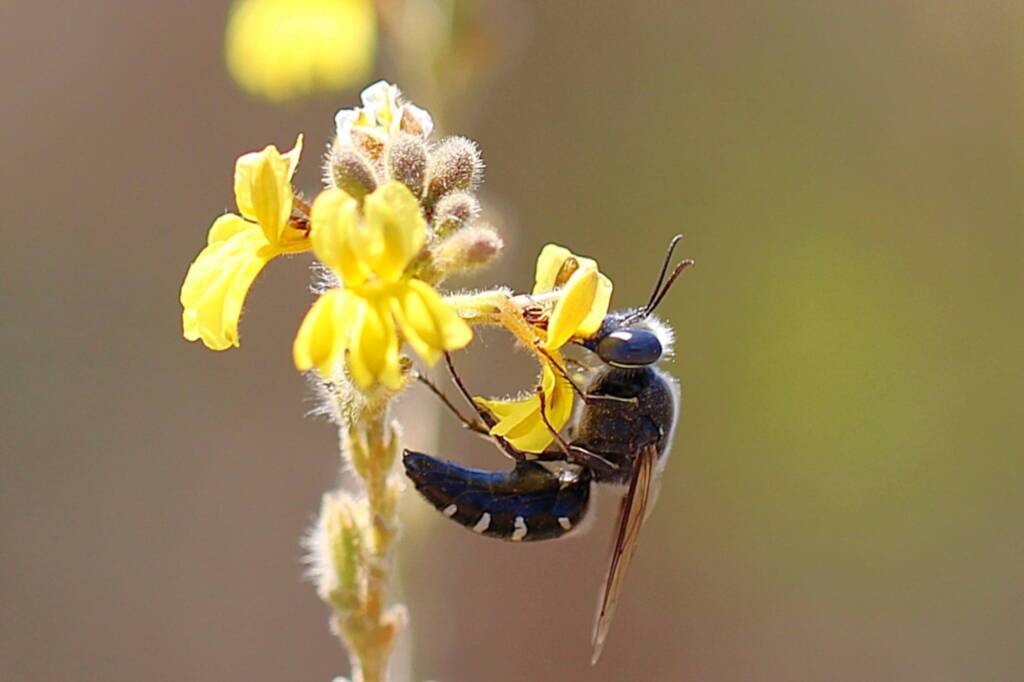 Bembix sp, Geraldton, Midwest WA © Gary Taylor