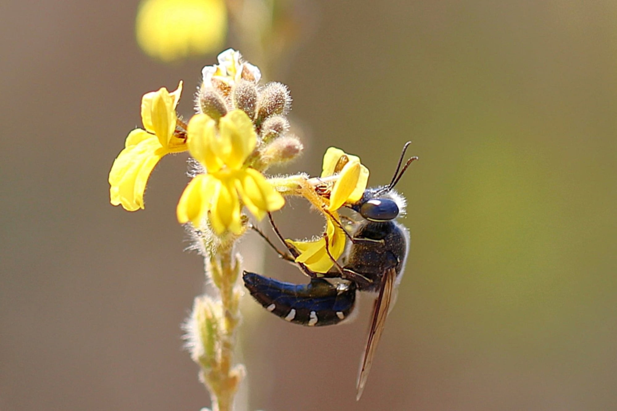 Bembix sp, Geraldton, Midwest WA © Gary Taylor