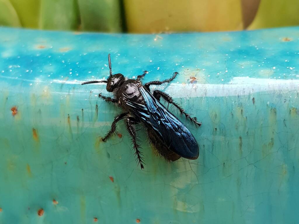 Austroscolia spp (Blue Flower Wasp), Alice Springs NT