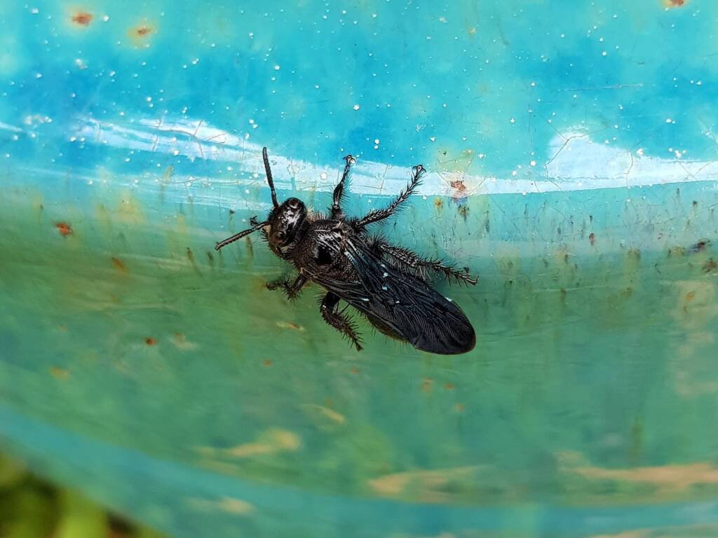 Austroscolia spp (Blue Flower Wasp), Alice Springs NT