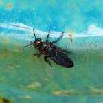 Austroscolia spp (Blue Flower Wasp), Alice Springs NT