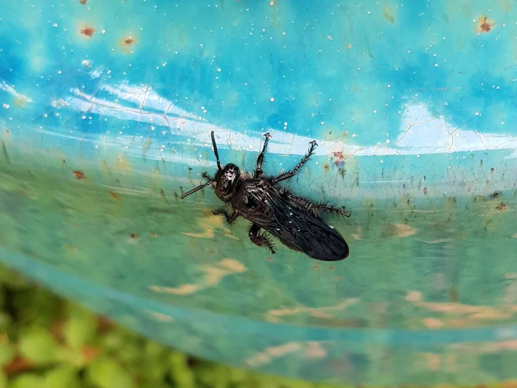 Austroscolia spp (Blue Flower Wasp), Alice Springs NT