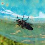 Austroscolia spp (Blue Flower Wasp), Alice Springs NT