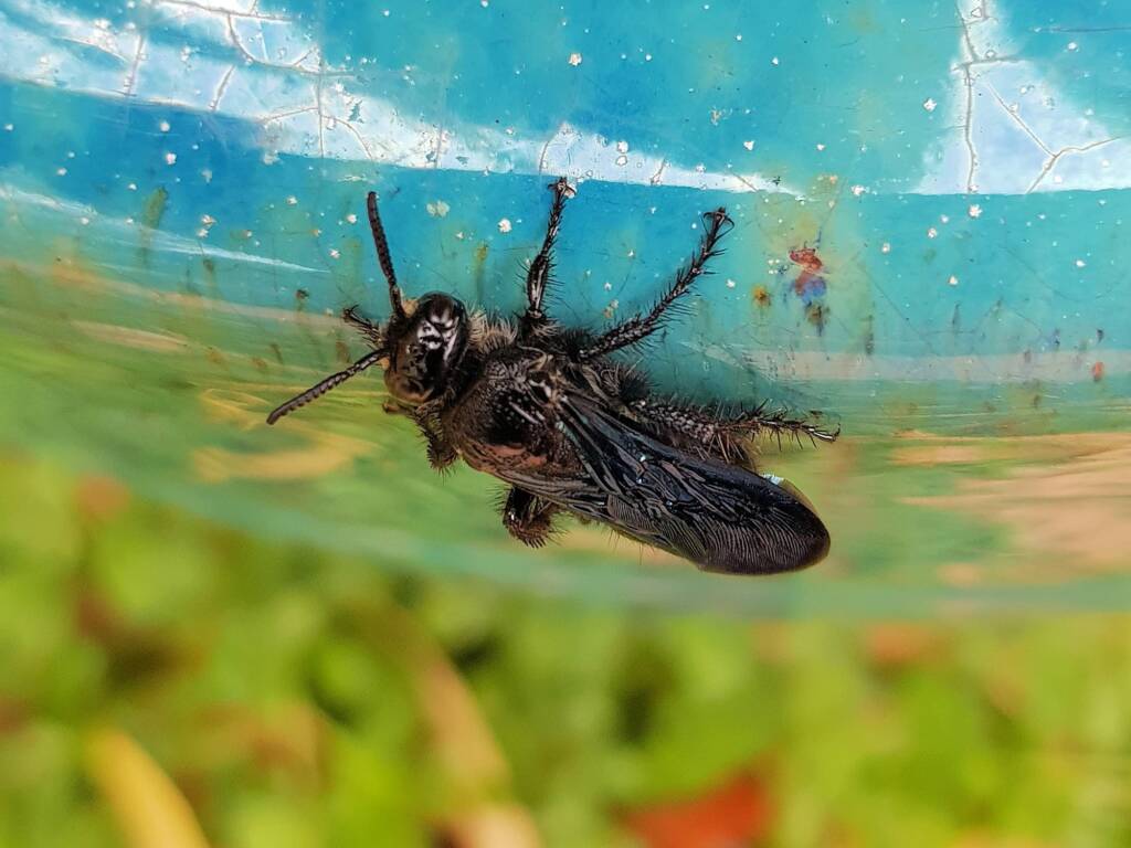Austroscolia spp (Blue Flower Wasp), Alice Springs NT