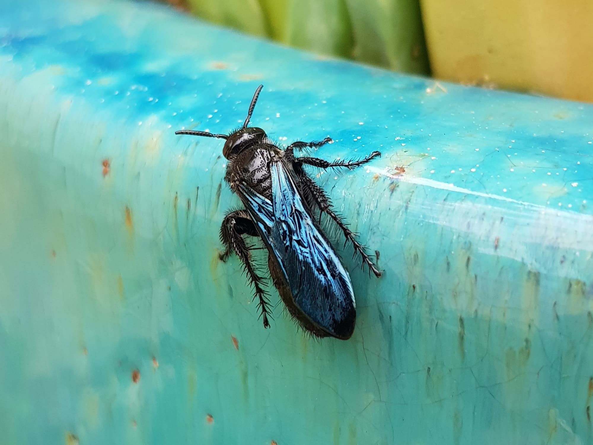 Austroscolia spp (Blue Flower Wasp), Alice Springs NT