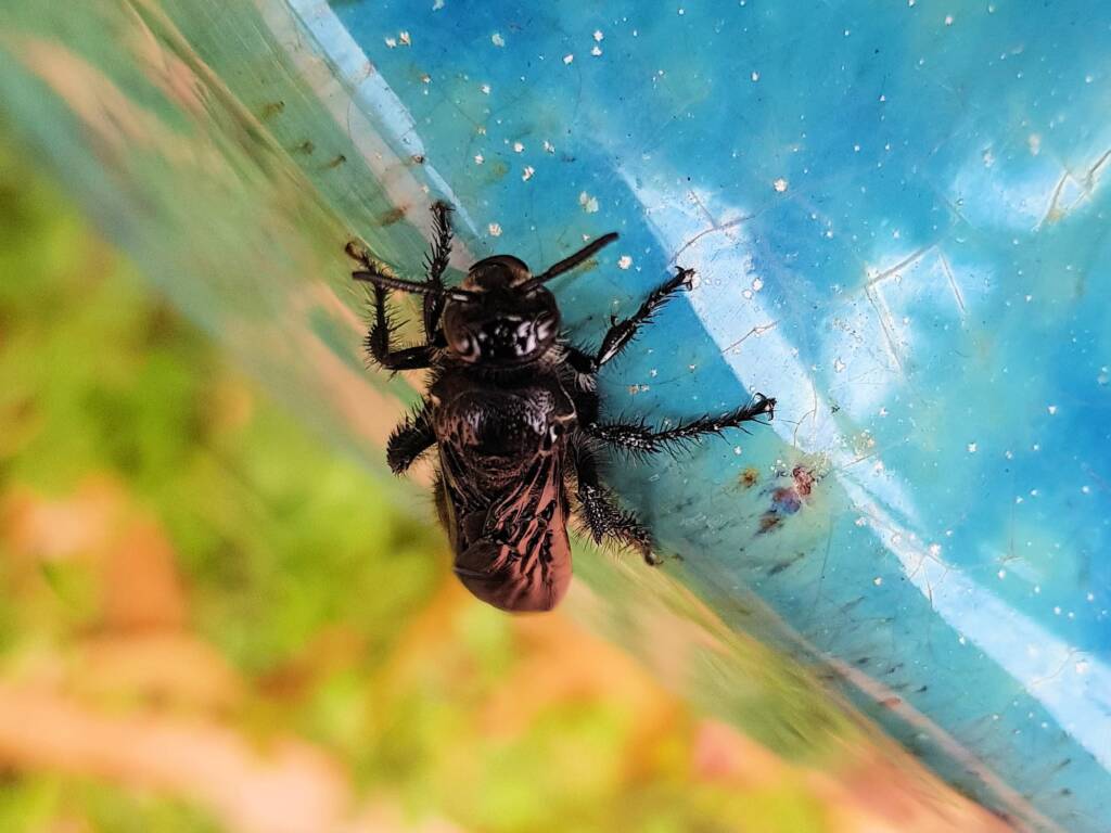 Austroscolia spp (Blue Flower Wasp), Alice Springs NT