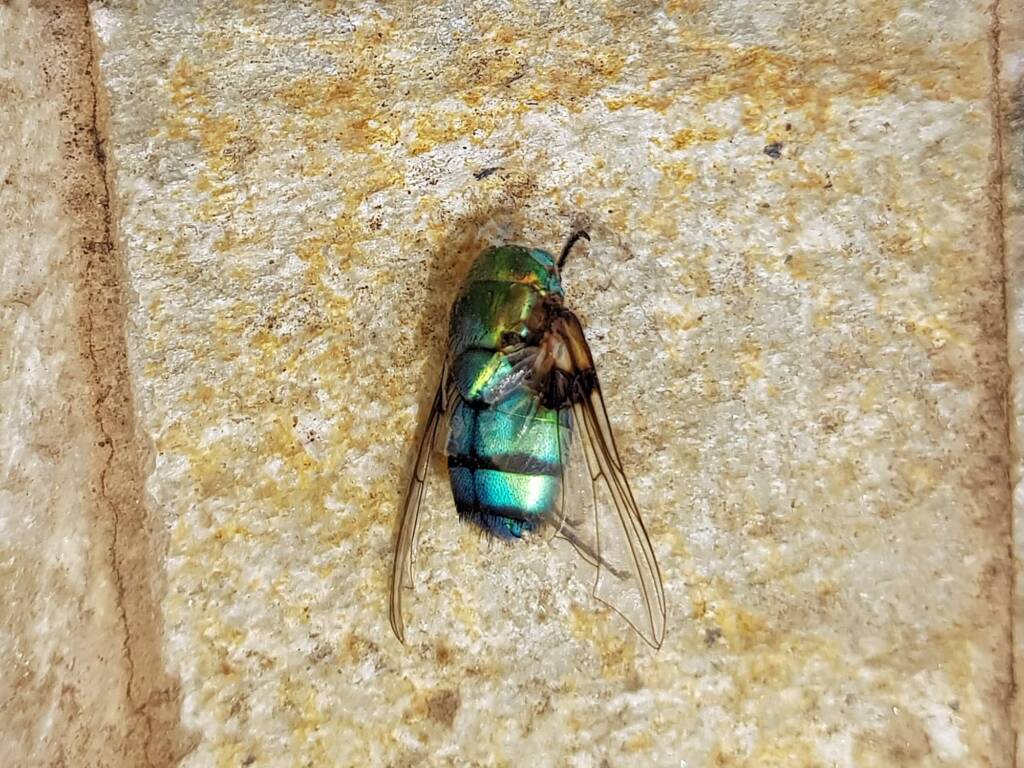 Remains of Bristle Fly (Rutilia sp), Alice Springs NT