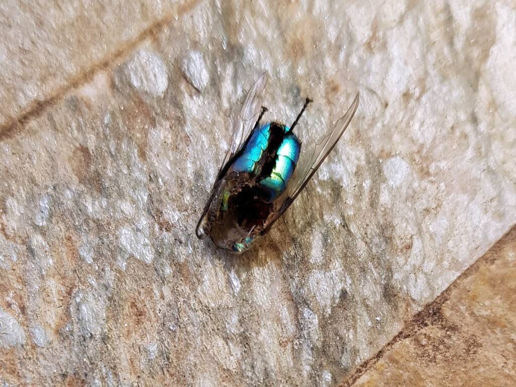 Remains of Bristle Fly (Rutilia sp), Alice Springs NT