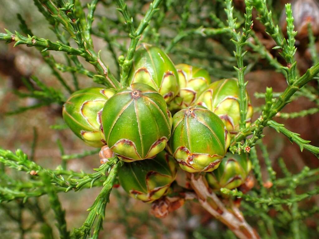 Callitris pyramidalis (Swamp Cypress), Stirling Range National Park WA © Terry Dunham