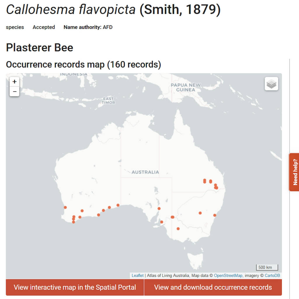 Callohesma flavopicta - 24 Nov 2024 occurrence record map (160 records), Atlas of Living Australia
