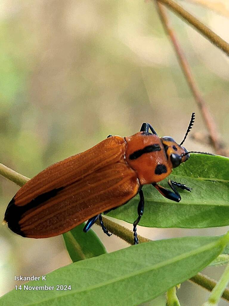 Castiarina decipiens, Brisbane QLD © Iskander Kaliananda