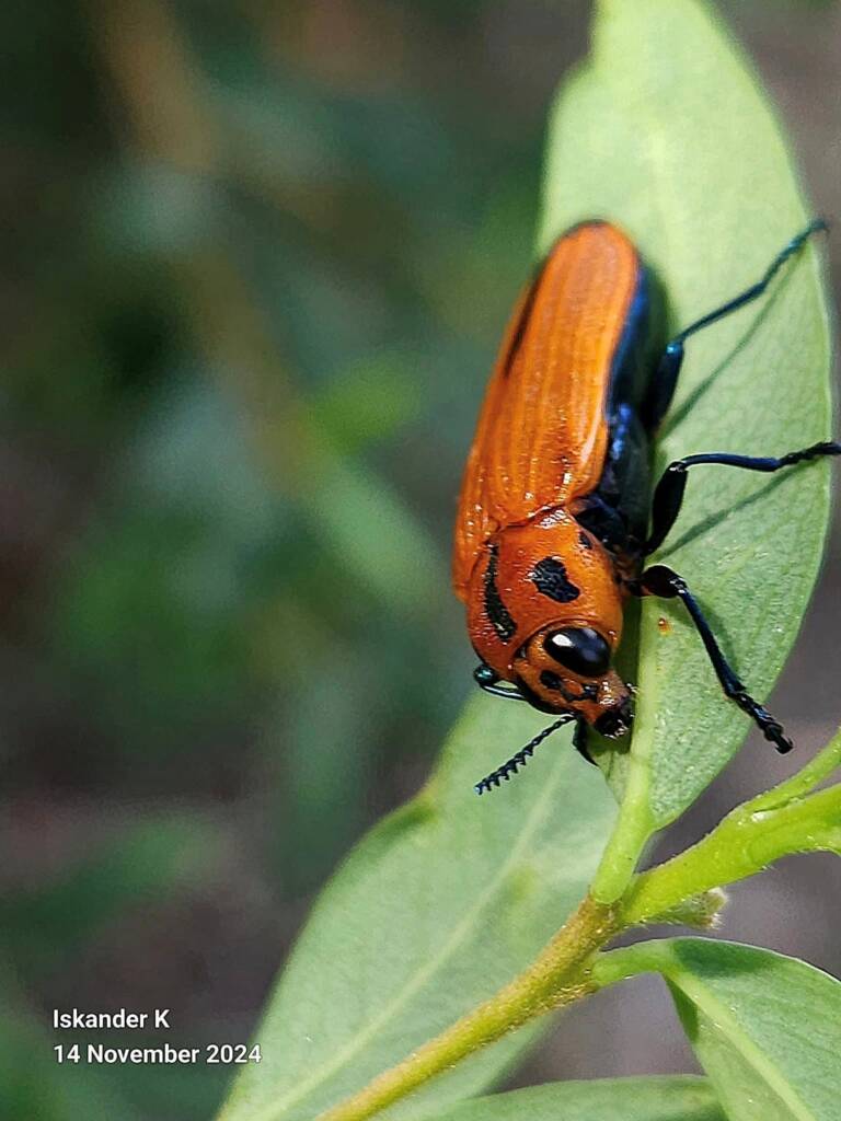 Castiarina decipiens, Brisbane QLD © Iskander Kaliananda