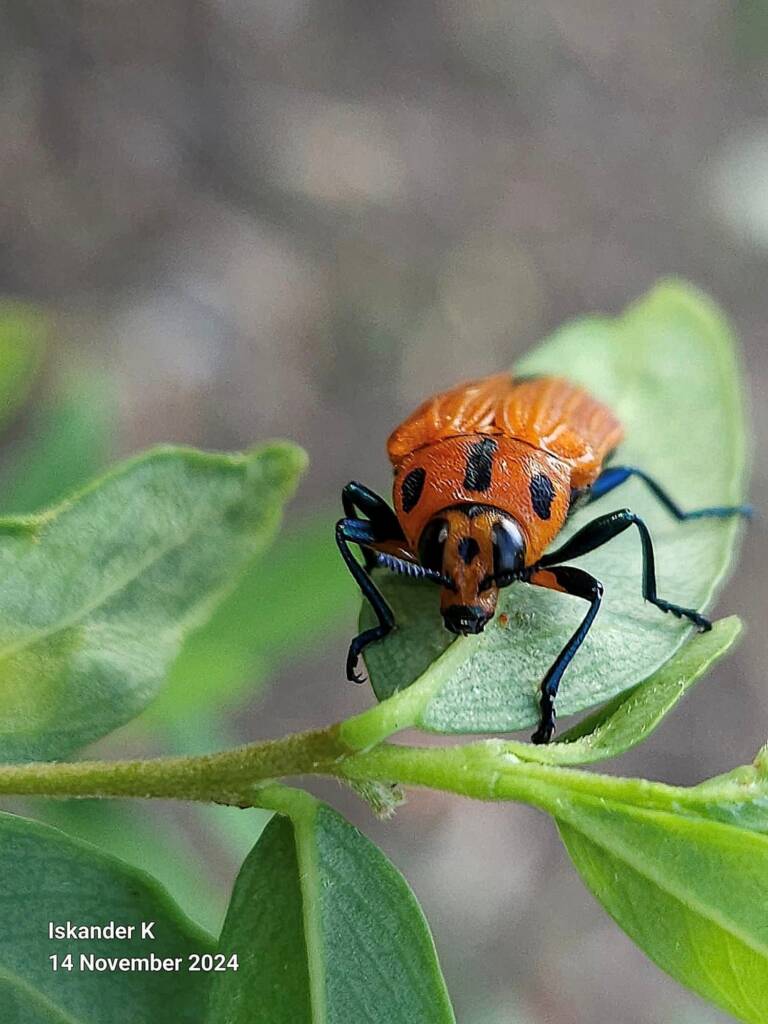 Castiarina decipiens, Brisbane QLD © Iskander Kaliananda
