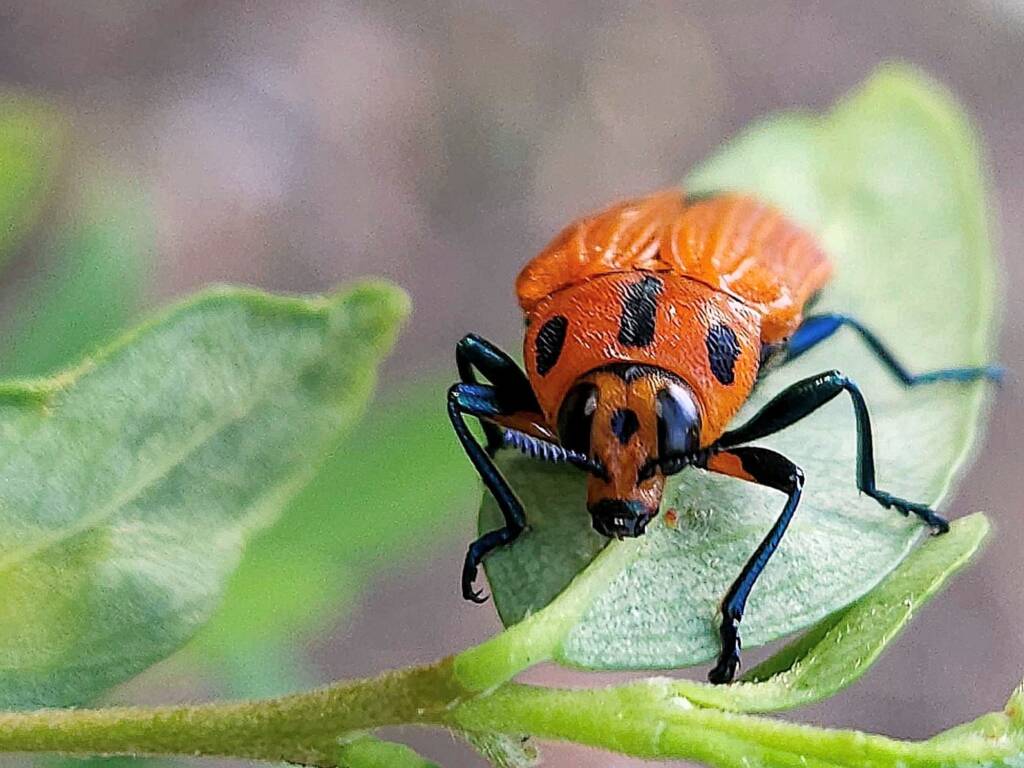 Castiarina decipiens, Brisbane QLD © Iskander Kaliananda
