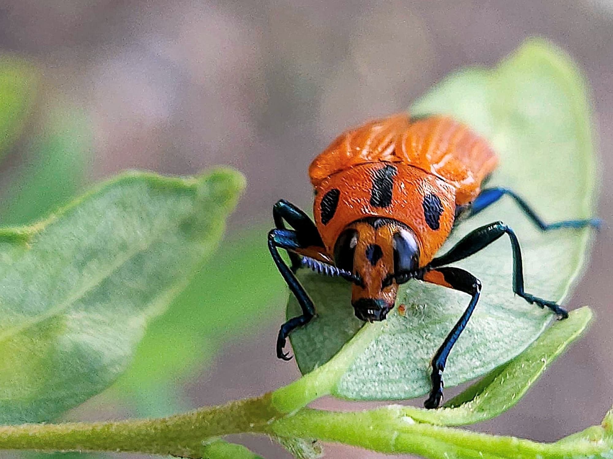Castiarina decipiens, Brisbane QLD © Iskander Kaliananda
