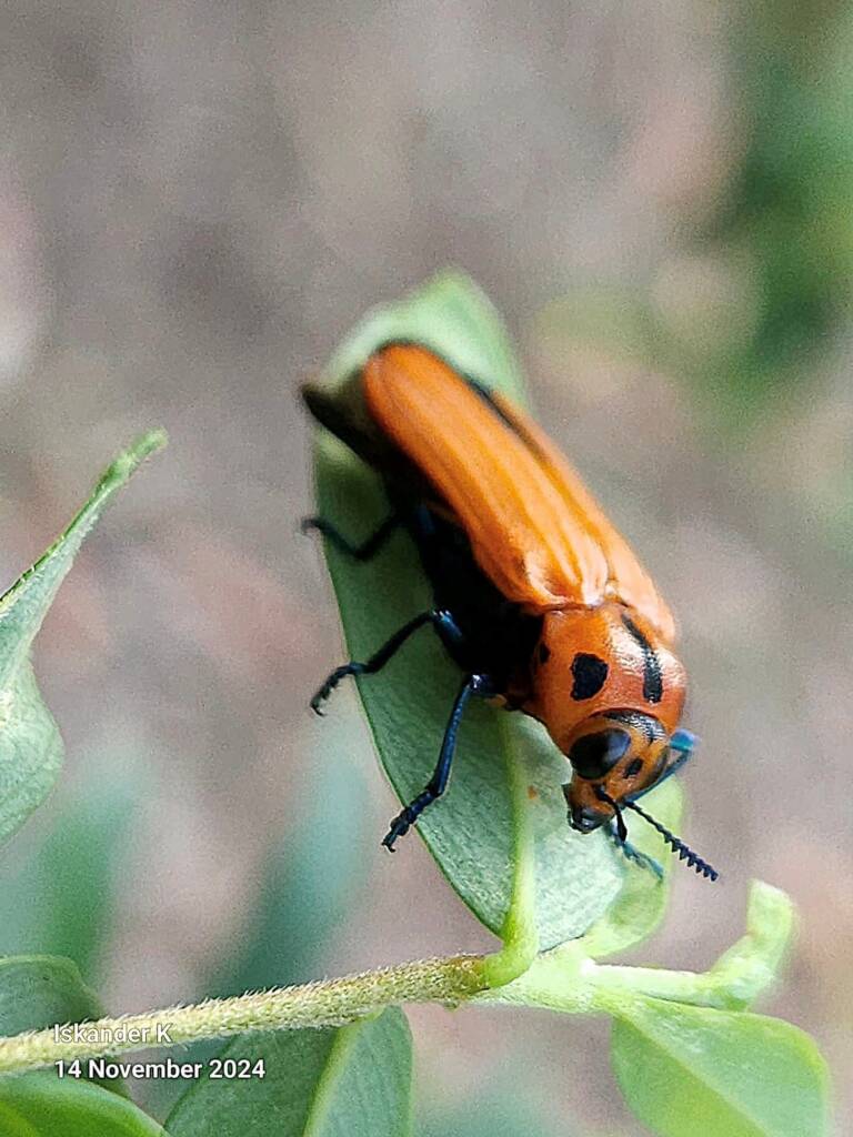 Castiarina decipiens, Brisbane QLD © Iskander Kaliananda