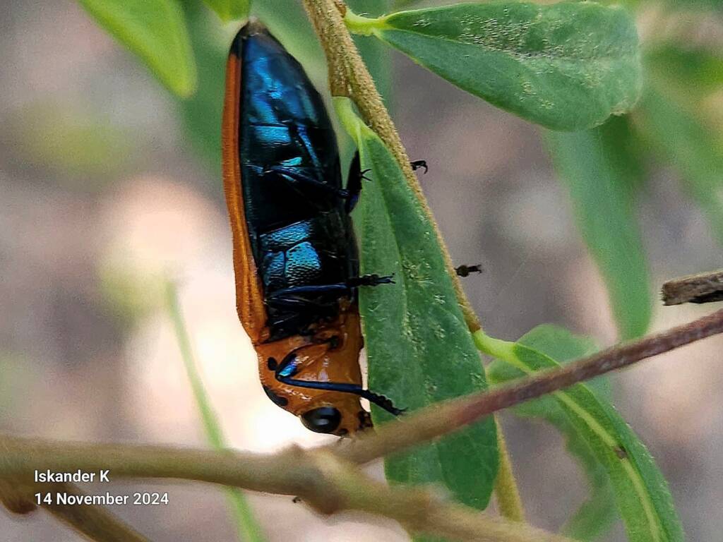 Castiarina decipiens, Brisbane QLD © Iskander Kaliananda