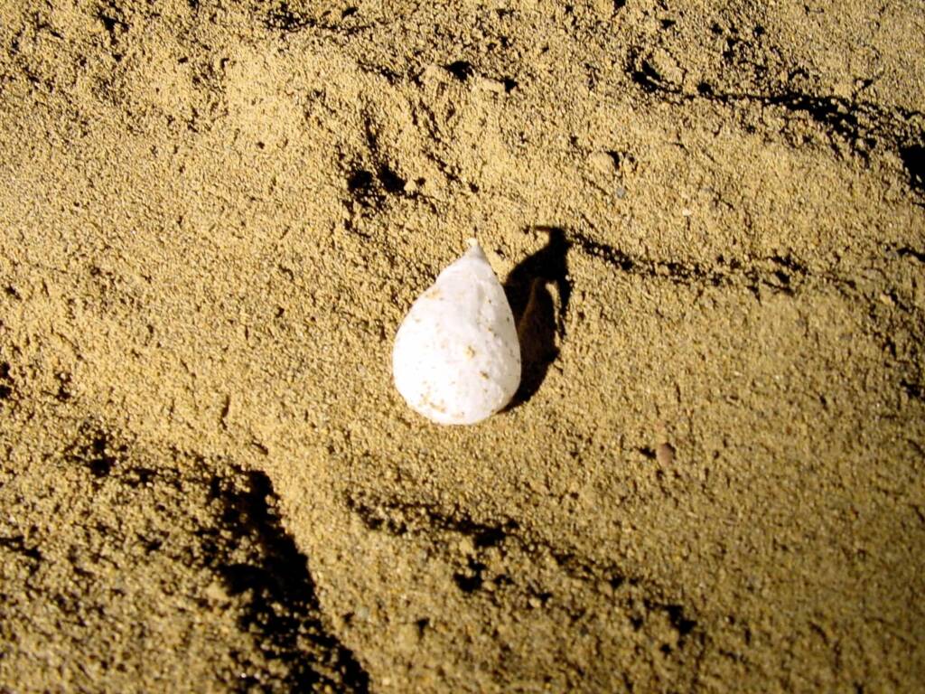 Cave spider sac, Tasmania