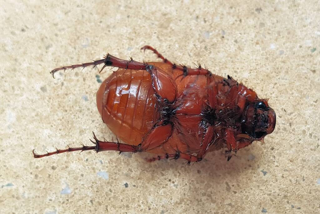 Colpochila sp (deceased), Alice Springs NT