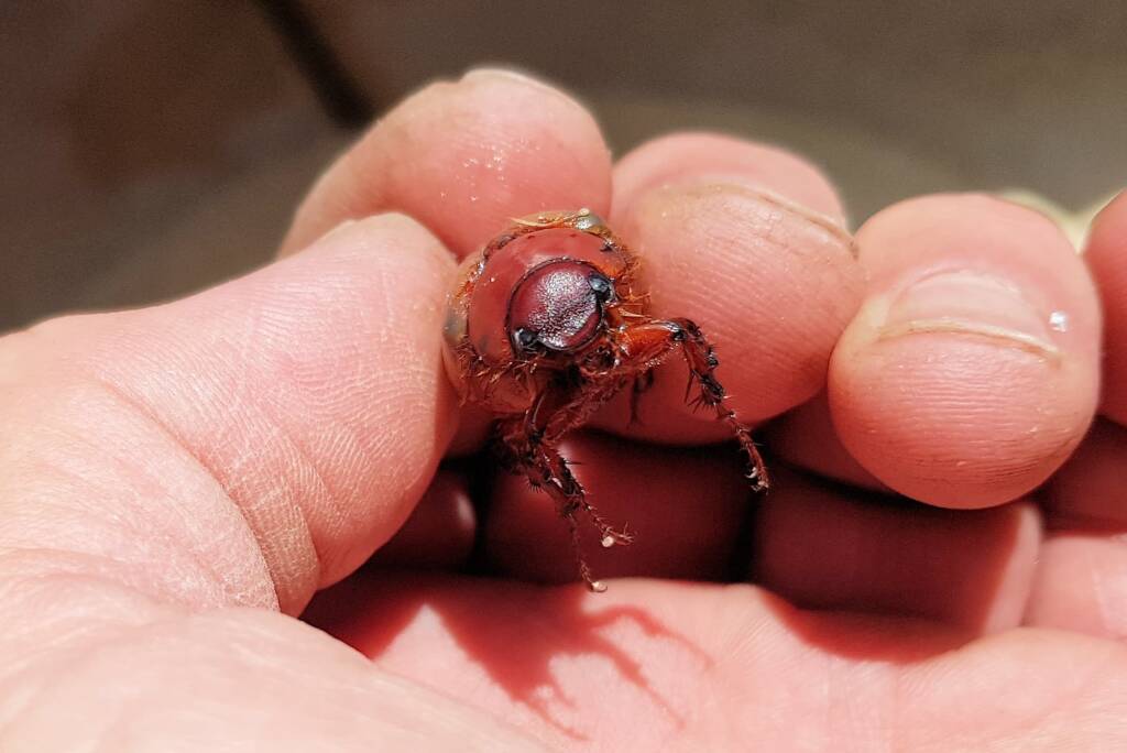 Colpochila sp (deceased), Alice Springs NT