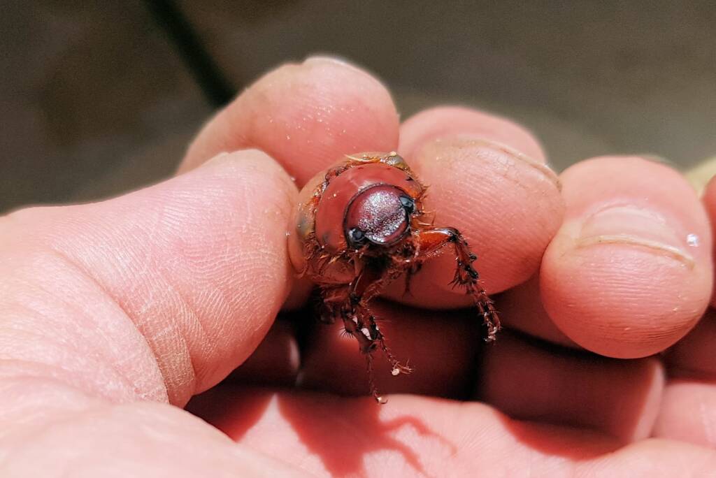 Colpochila sp (deceased), Alice Springs NT