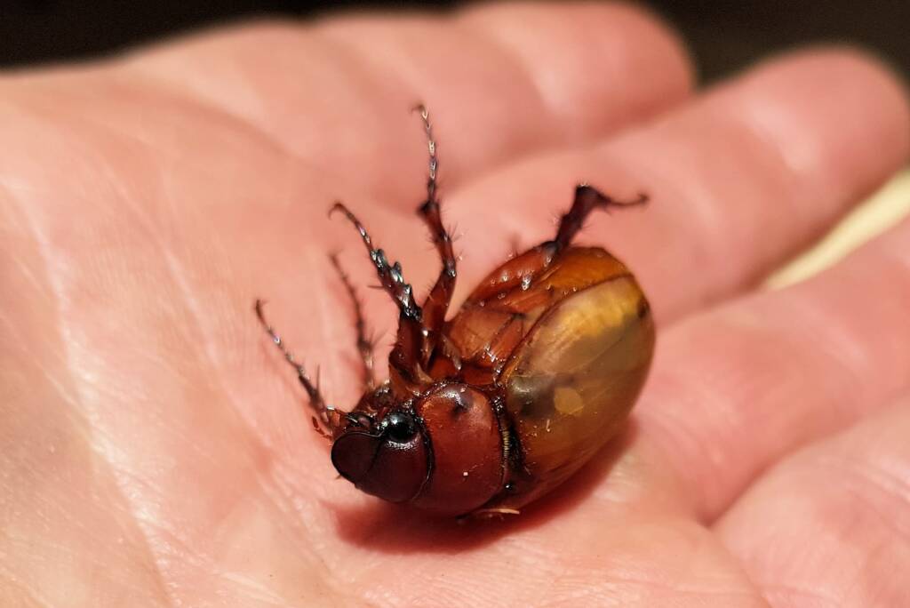 Colpochila sp (deceased), Alice Springs NT