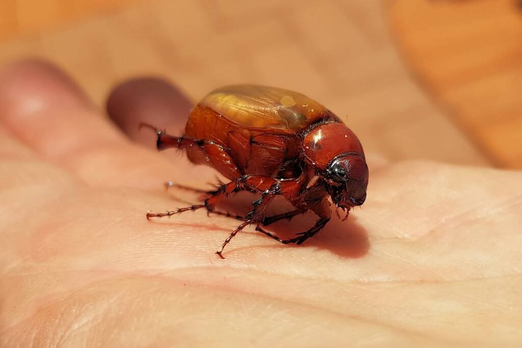 Colpochila sp (deceased), Alice Springs NT