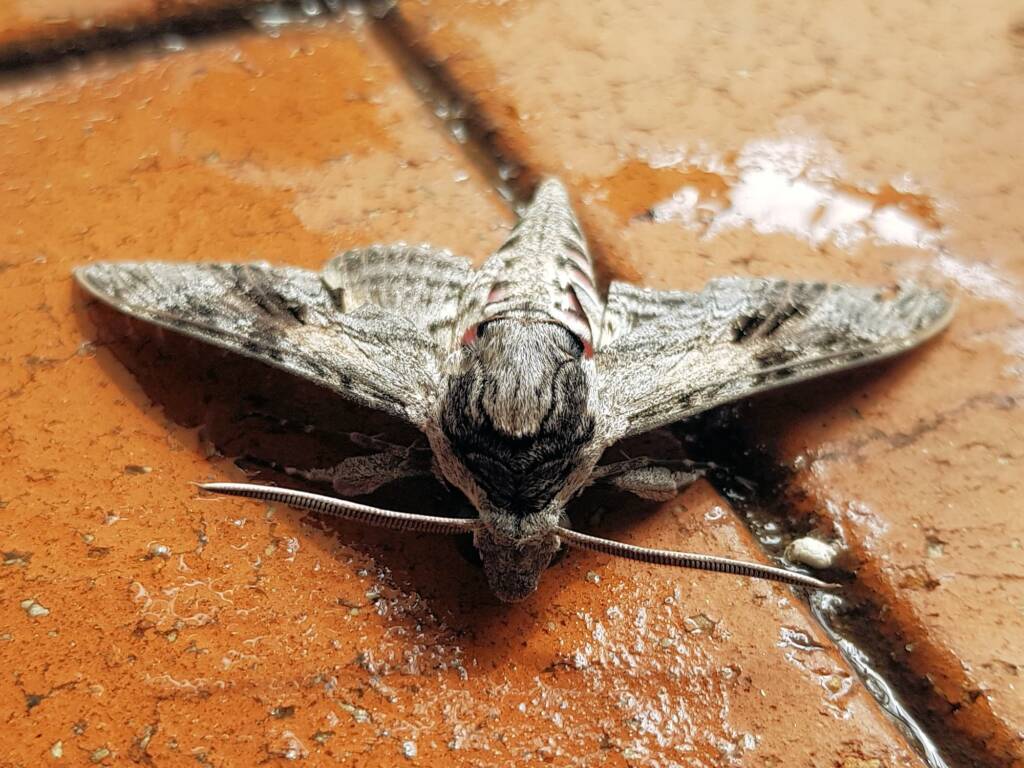 Convolvulus Hawkmoth (Agrius convolvuli), Alice Springs NT