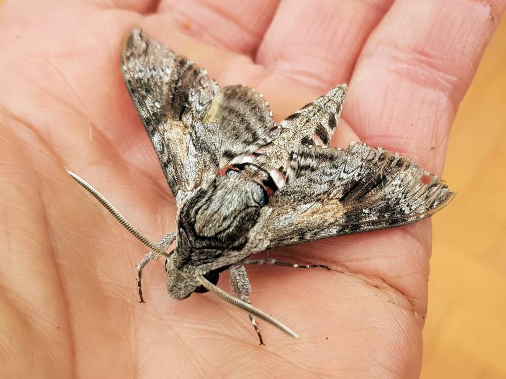 Convolvulus Hawkmoth (Agrius convolvuli), Alice Springs NT