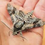 Convolvulus Hawkmoth (Agrius convolvuli), Alice Springs NT