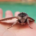Convolvulus Hawkmoth (Agrius convolvuli), Alice Springs NT