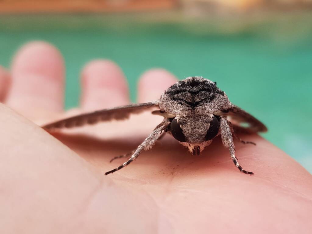 Convolvulus Hawkmoth (Agrius convolvuli), Alice Springs NT
