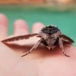 Convolvulus Hawkmoth (Agrius convolvuli), Alice Springs NT