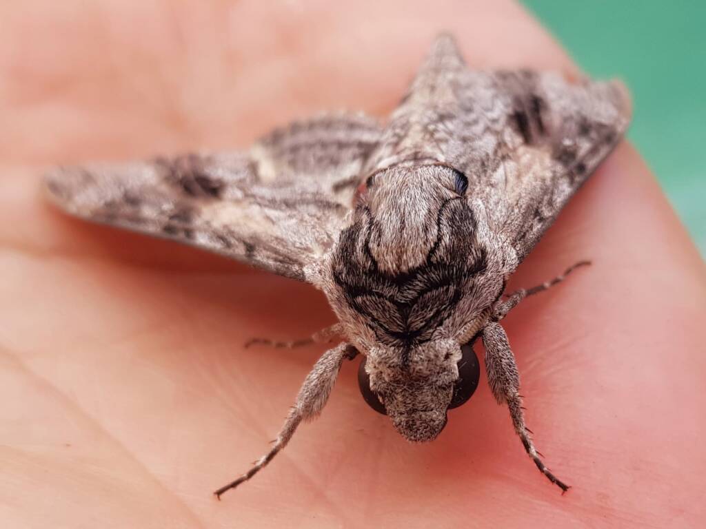 Convolvulus Hawkmoth (Agrius convolvuli), Alice Springs NT