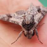 Convolvulus Hawkmoth (Agrius convolvuli), Alice Springs NT